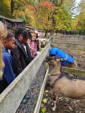 Farm animal activities at overnight camp Corlears