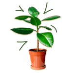 Plant icon - Growth